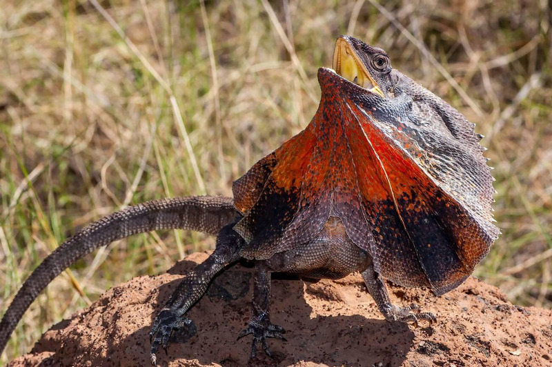 Frill-necked Lizard striking a pose with its colorful frill