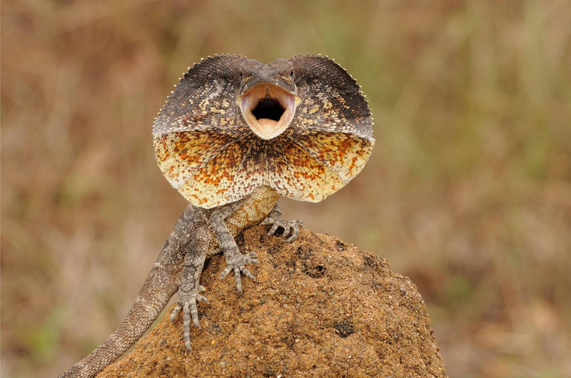 Frill-necked Lizard unfurling its frill and opening its mouth to threaten