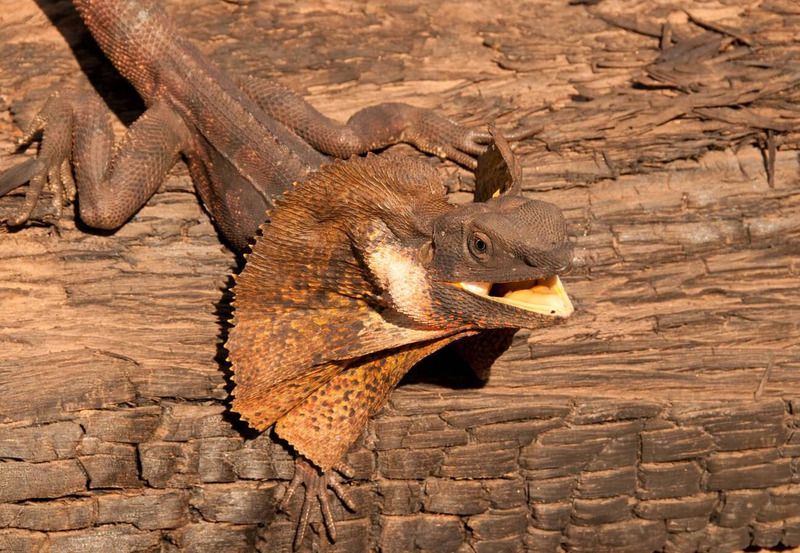 Frill-necked Lizard using its expanded frill to communicate