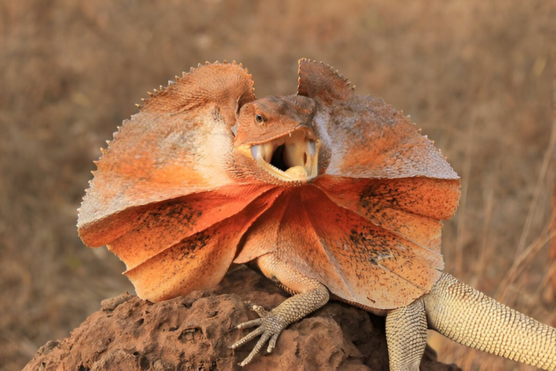 Frill-necked Lizards with large frill around its neck