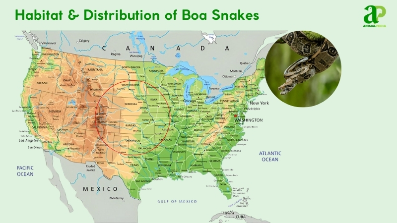 Habitat and distribution of Boa Snakes