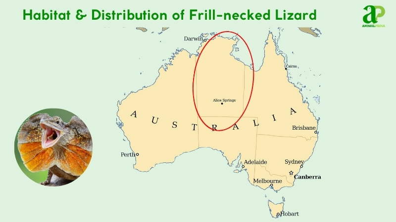 Habitat and distribution of Frill-necked Lizard