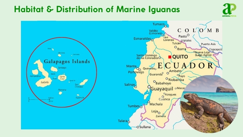 Habitat and distribution of Marine Iguanas