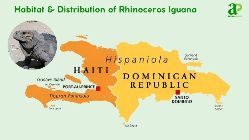 Habitat and distribution of Rhinoceros Iguana