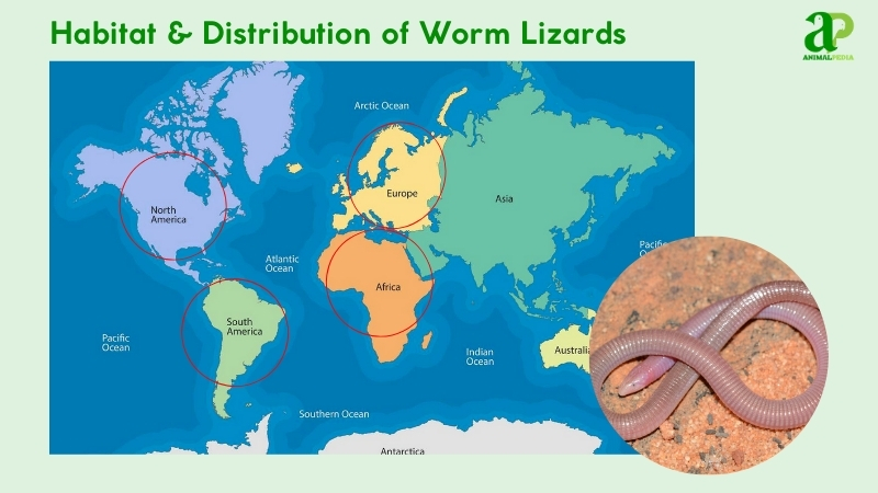 Habitat and distribution of Worm Lizards