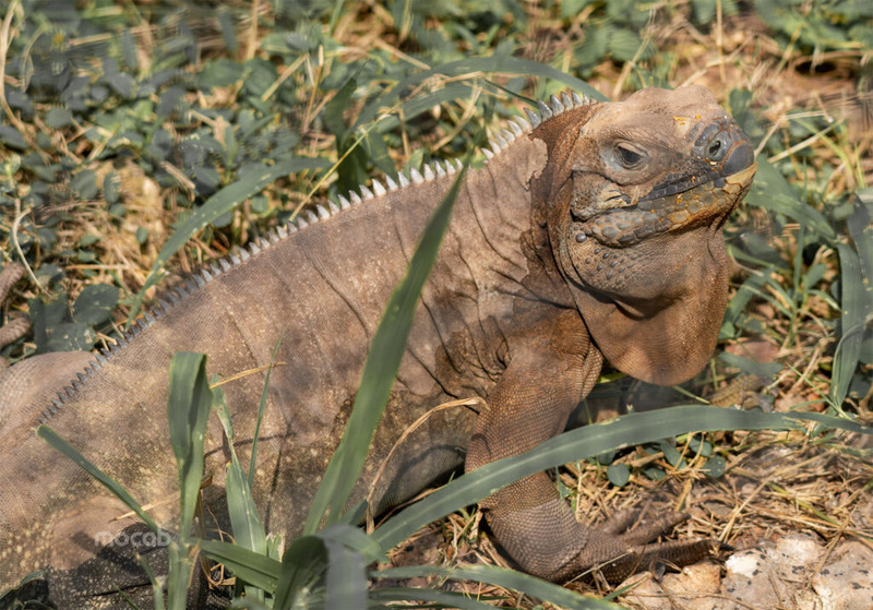 Jamaican Iguanas are most active during the day