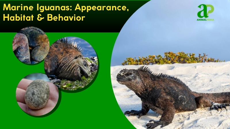Marine Iguanas species guide