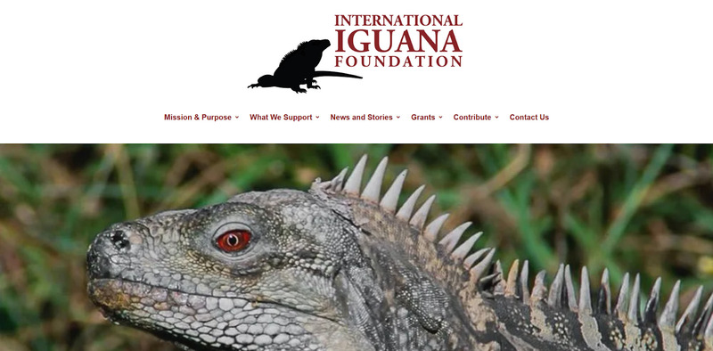 Rhinoceros Iguana facing endangerment