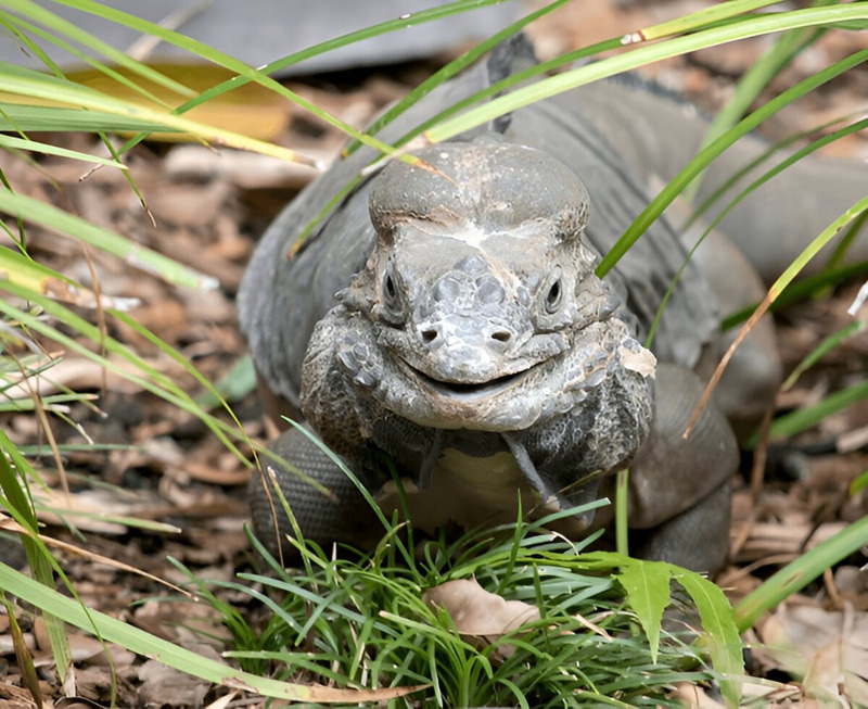 Rhinoceros Iguana moving through grass
