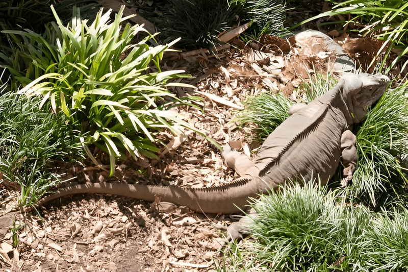 Rhinoceros Iguana resting in the shade at midday