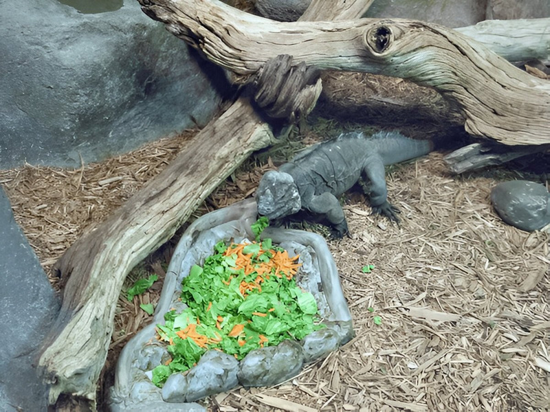 Rhinoceros Iguanas using patience and speed to hunt in their natural habitat