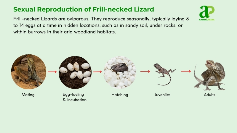 Sexual Reproduction of Frill-necked Lizard