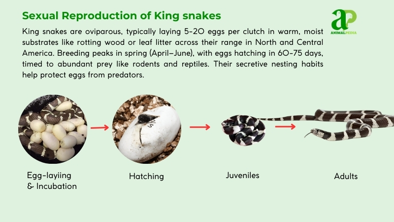 Sexual Reproduction of King Snake