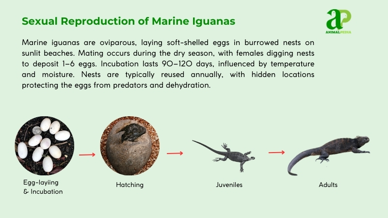 Sexual Reproduction of Marine Iguanas