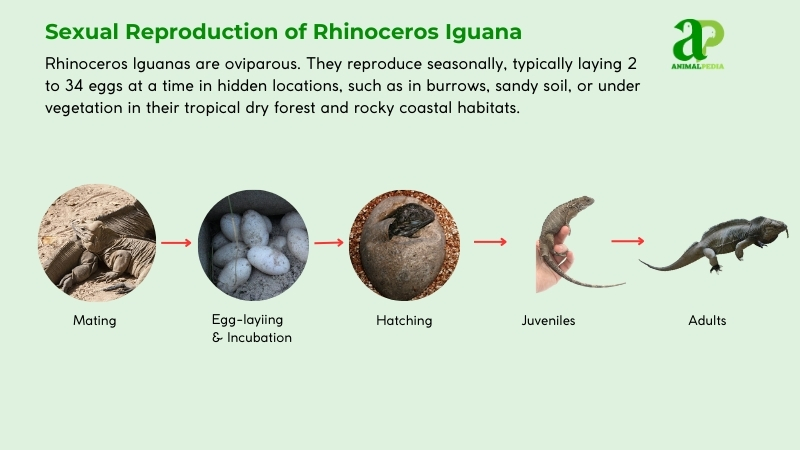 Sexual Reproduction of Rhinoceros Iguana