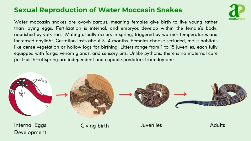 Sexual Reproduction of Water Moccasin Snakes