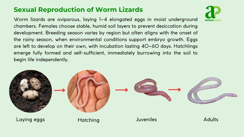 Sexual Reproduction of Worm Lizards