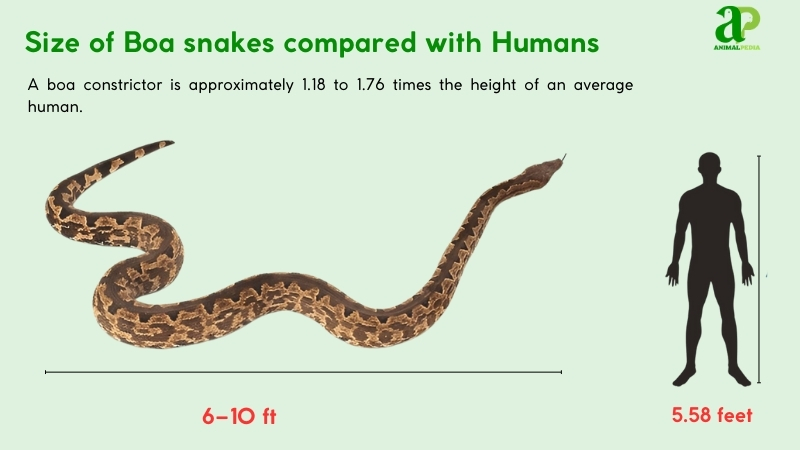 Size of Boa Snake compared with humans