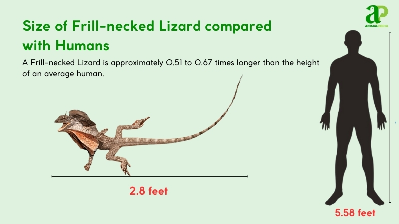 Size of Frill-necked Lizards compared with humans