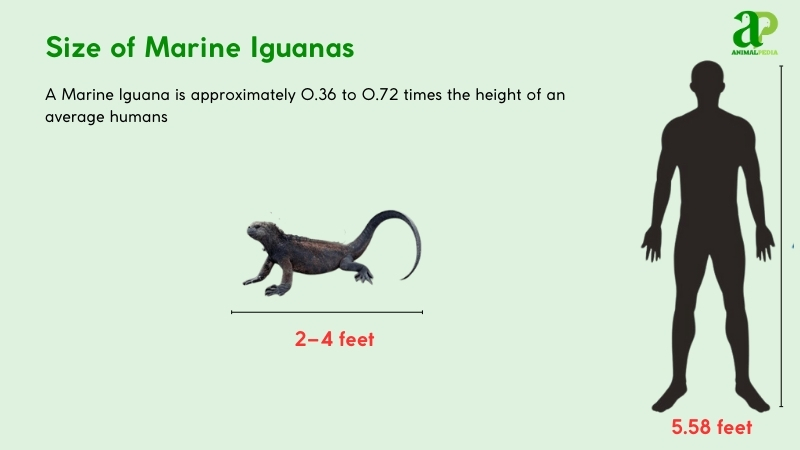 Size of Marine Iguanas compared with humans