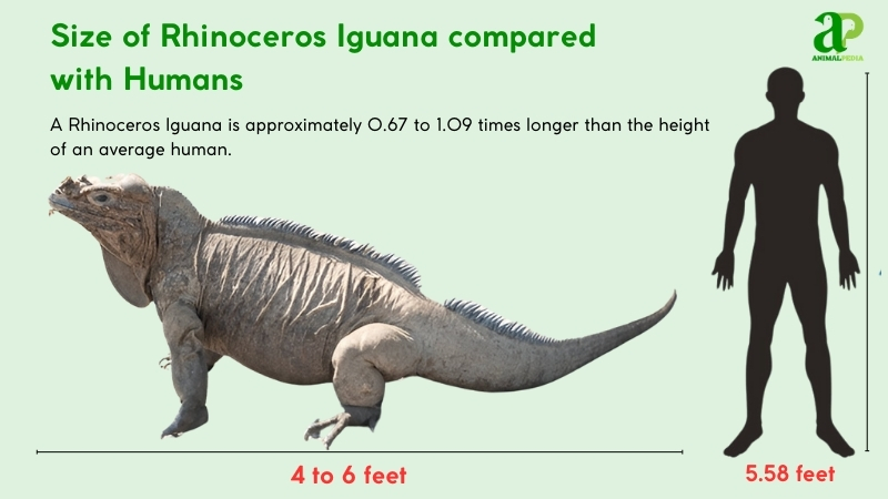 Size of Rhinoceros Iguana compared with humans