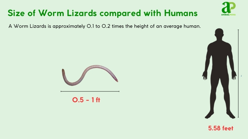 Size of Worm Lizards compared with humans