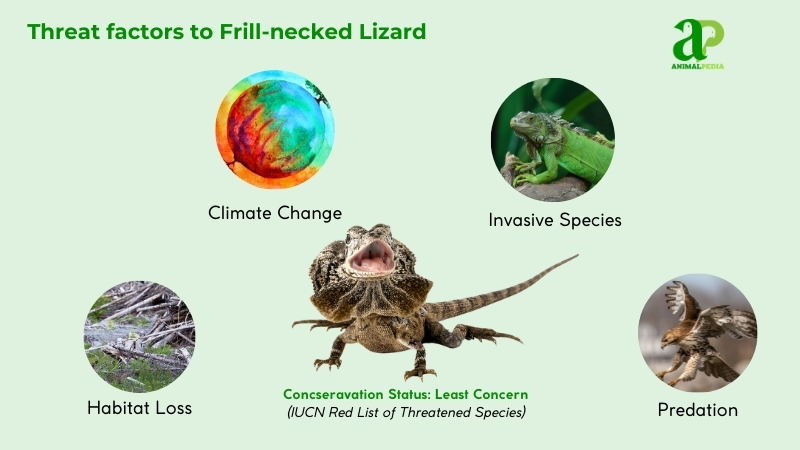 Threat factors to Frill-necked Lizard
