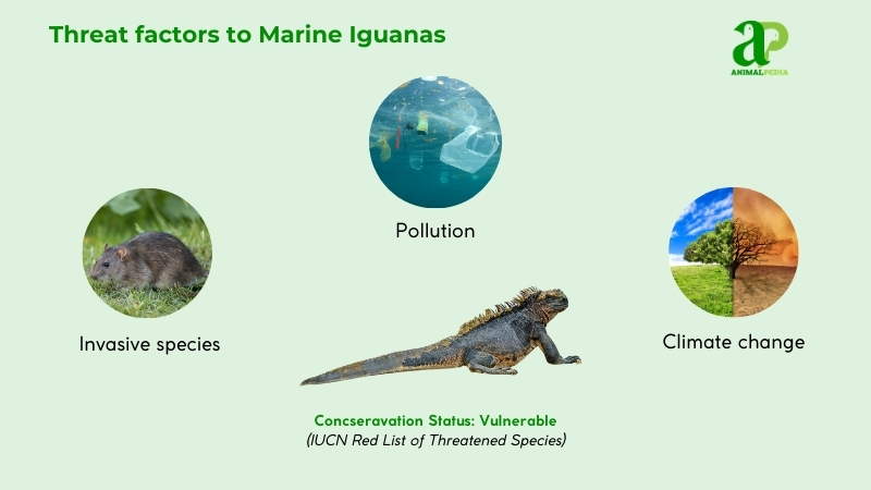 Threat factors to Marine Iguanas
