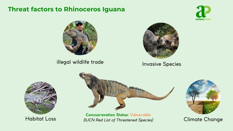 Threat factors to Rhinoceros Iguana