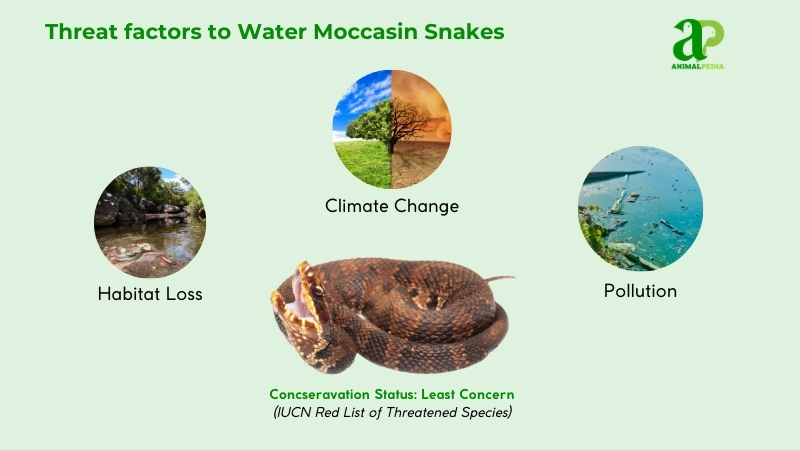 Threat factors to Water Moccasin Snakes