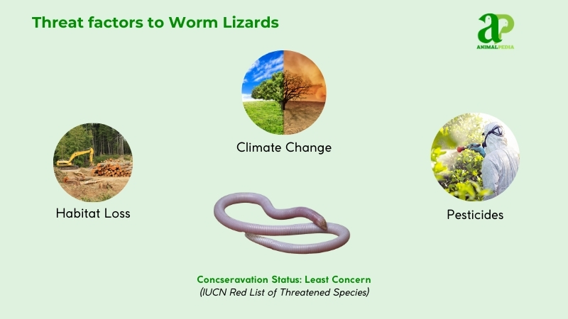 Threat factors to Worm Lizards