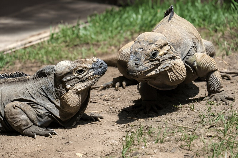 Two Rhinoceros Iguanas interacting during the dry season