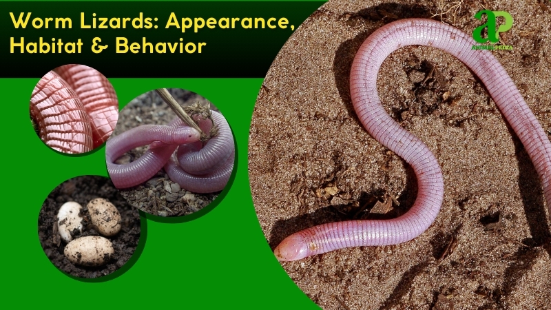 Worm Lizards species guide