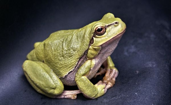 amphibians avatar