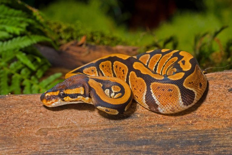 Python Snakes: Large Non-venomous Constrictor, Types & Conservation