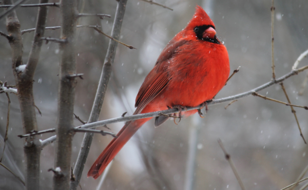 birds avatar