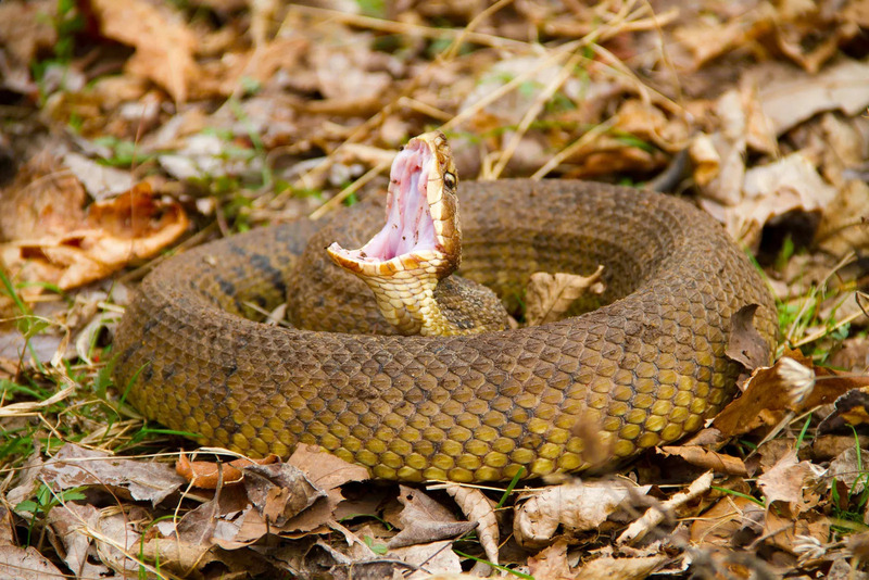 cottonmouth snake active hunting behavior in early morning light