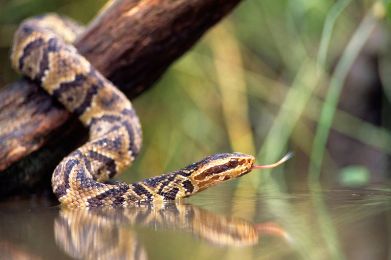 cottonmouth snake ambush hunting and swimming abilities