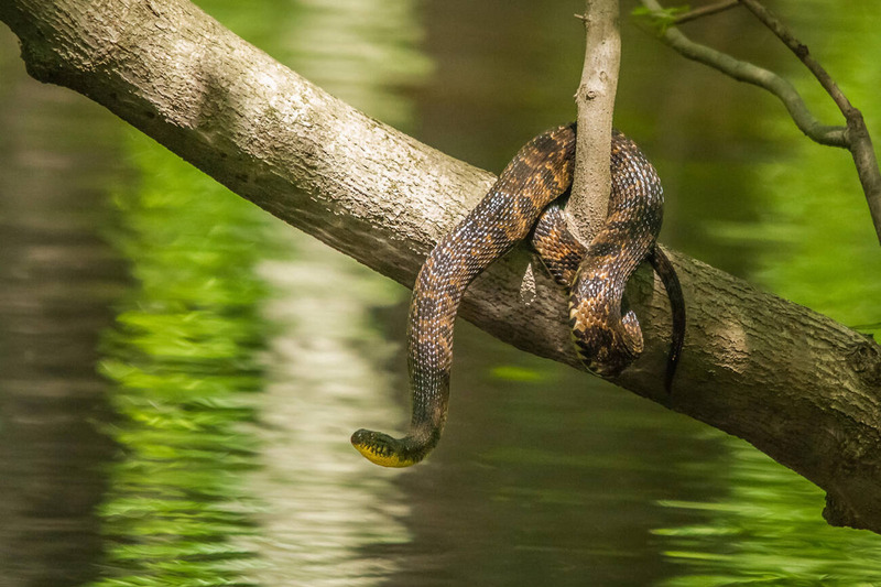 cottonmouth snake solitary lifestyle and territory marking behavior