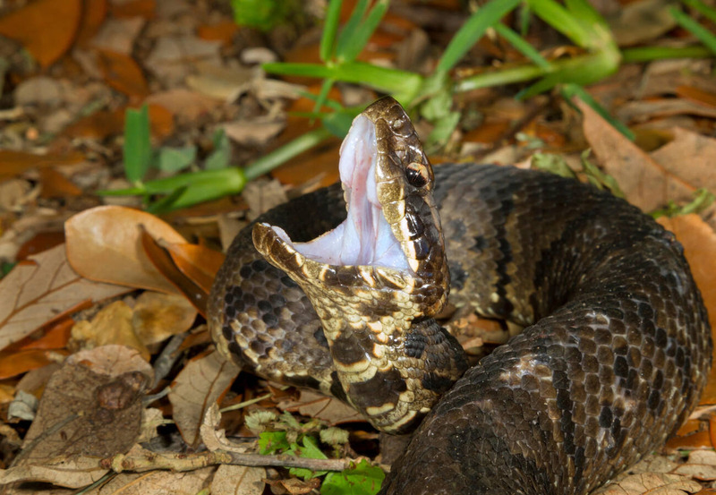 cottonmouth snake warning display and physical traits in swamp