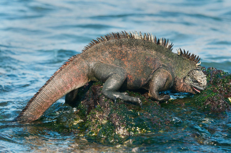 marine iguana hunting behavior and algae feeding