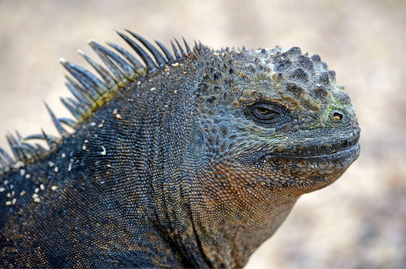 marine iguana physical traits and salt glands features