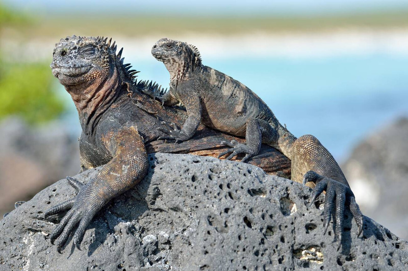 marine iguana social behavior and territorial interaction