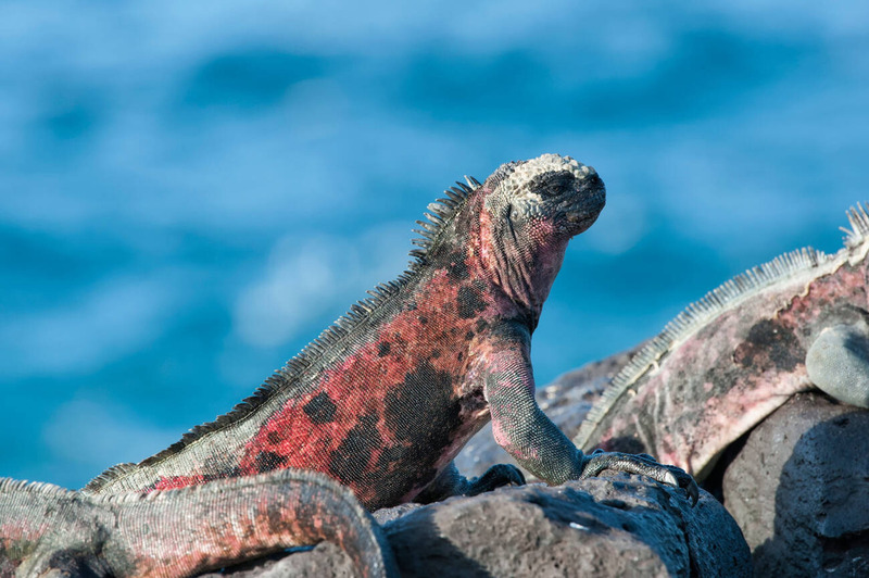marine iguana sunbathing behavior and thermoregulation