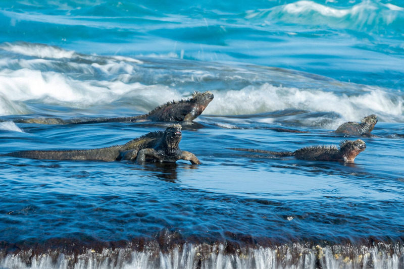 marine iguana swimming behavior and aquatic movement