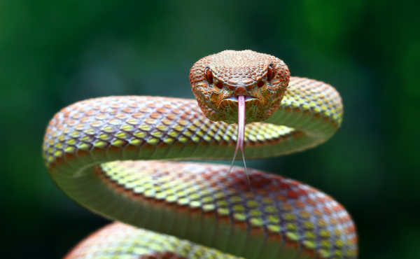 reptiles avatar