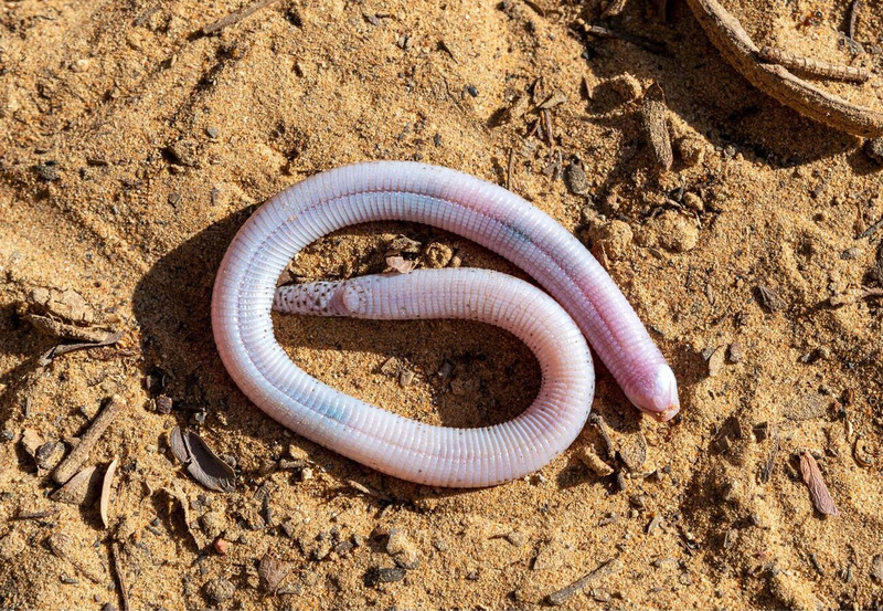 worm lizard daily activity and movement pattern on sandy soil