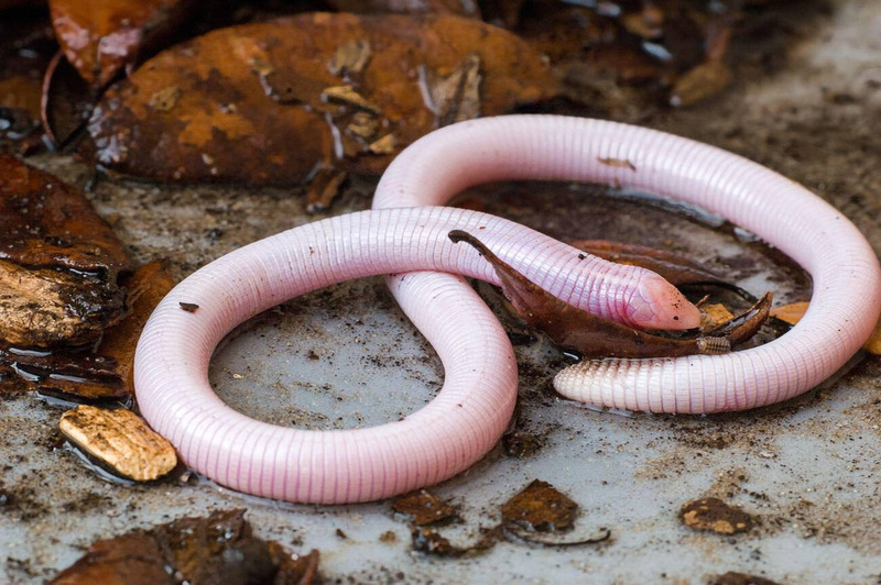 worm lizard forelimbs and digging adaptation