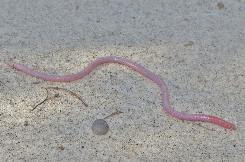 worm lizard movement and side-to-side locomotion on sand