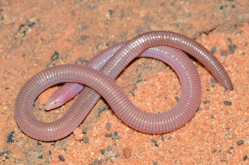 worm lizard solitary lifestyle and underground movement behavior